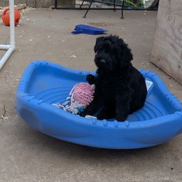 Giant Schnauzer Puppies from Riesenschnauzers von Reh Bach