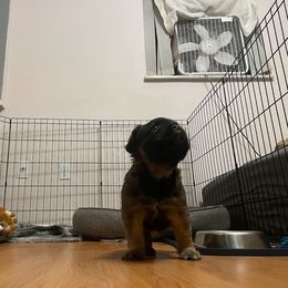 French Bulldog Puppies from Just Us Frenchies