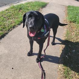 Emma - Labrador Retriever
