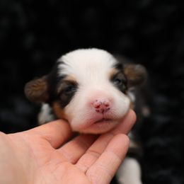 Rowan blue collar - Black and tan male Pembroke Welsh Corgi puppy in Benjamin, Utah from Nuna’s  Corgis