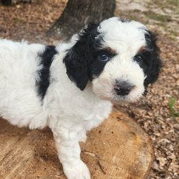 Aussiedoodles from Ivy & Oak Doodles