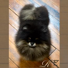 Idalia Storm - Pomeranian puppy in Eastman, Georgia from Silver’s Reigning Heir Poms