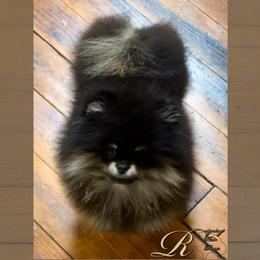 Idalia Storm - Pomeranian puppy in Eastman, Georgia from Silver’s Reigning Heir Poms