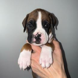 Riddick - Fawn male Boxer puppy in Jamesville, New York from Reynolds Homestead Boxers