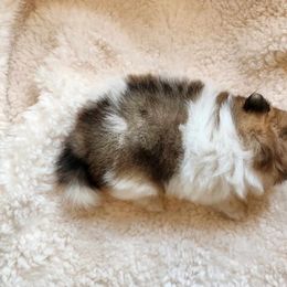 Pomeranian Puppies from Deborah's Darlings