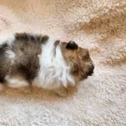 Pomeranian Puppies from Deborah's Darlings