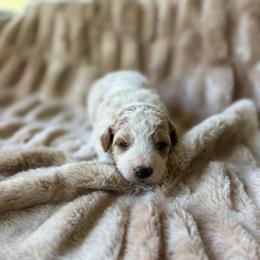 Jinx - Parti female Goldendoodle puppy in Jacksonville, Florida from Dandelion Doodles