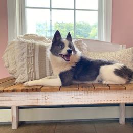 Aqua - Pomsky