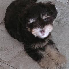Miniature Schnauzer Puppies from Home Grown Schnauzers