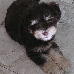 Miniature Schnauzer Puppies from Home Grown Schnauzers