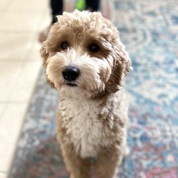 Kia - Goldendoodle