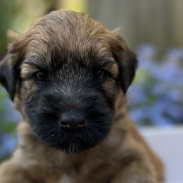 Boy 5 - Soft Coated Wheaten Terrier puppy in Newark, Ohio from Valleydayle Doodles and Wheatens