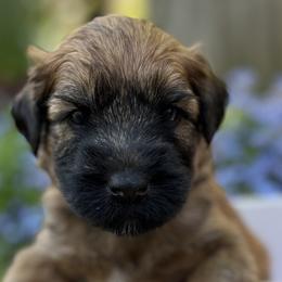Boy 5 - Soft Coated Wheaten Terrier puppy in Newark, Ohio from Valleydayle Doodles and Wheatens