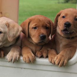 Labrador Retrievers from Stetson Farm and Kennel