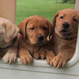 Labrador Retrievers from Stetson Farm and Kennel