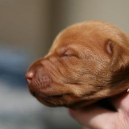 Vizsla Puppies from Wasatch Mountain Vizslas