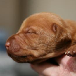 Vizsla Puppies from Wasatch Mountain Vizslas