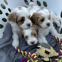 Cavapoo Puppies from Ellas.Pups