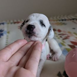 Second pick - White and black female Dalmatian puppy in Austin, Texas from Skye Dalmatians