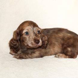 Arora 4000 - Brindle female Dachshund puppy in Coldwater, Mississippi from Mississippi Shorties Miniature Dachshunds