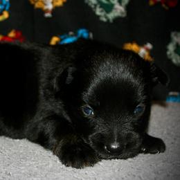Outlaw - Black tri male Miniature Australian Shepherd puppy in El Dorado Springs, Missouri from HP Aussie Kennels