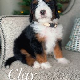 Clay - Tri-color male Bernedoodle puppy in West Jordan, Utah from Doodles Friend