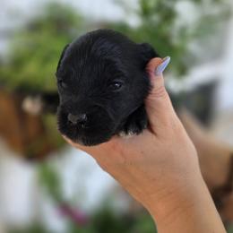Jane - Black female Goldendoodle puppy in Decatur, Tennessee from Diamond's Doodles