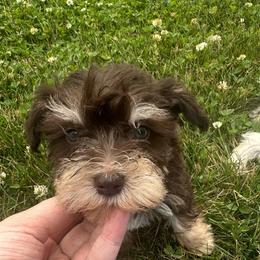 Imogen - Liver female Miniature Schnauzer puppy in West Point, Nebraska from Canyon Rose Schnauzers