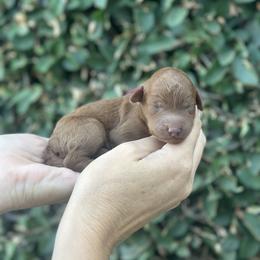 Girl 1 - female Poodle puppy in Modesto, California from Dry Creek Poodles