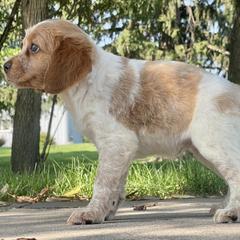 Girl 1 - Orange and white French Brittany puppy in Port Byron, Illinois from Bent River Bretons