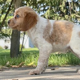 Girl 1 - Orange and white French Brittany puppy in Port Byron, Illinois from Bent River Bretons