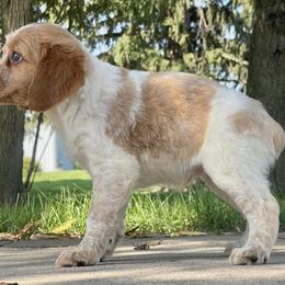 Girl 1 - Orange and white French Brittany puppy in Port Byron, Illinois from Bent River Bretons