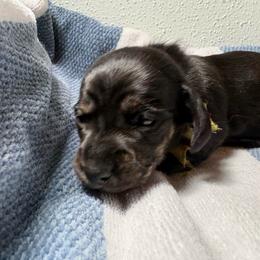 Nancy - Brindle female Dachshund puppy in Crosby, Texas from House of Slinkys