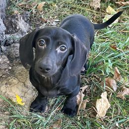 Orlando - Black male Dachshund puppy in Industry, Illinois from KDKs Kennels