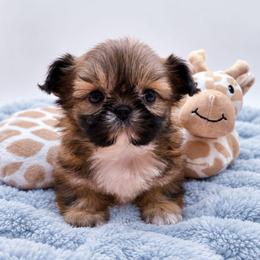 Eloise (blue) Sable - Sable female Shih Tzu puppy in Richmond, Texas from Aleka Shih Tzu