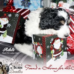 Bernedoodle Puppies from A Star is Born Doodles