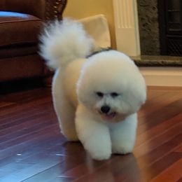 Romeo - Bichon Frise