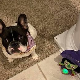 French Bulldog Puppies from Legend French Bulldogs