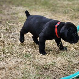 Cane Corso Puppies from Rosalez Kennel