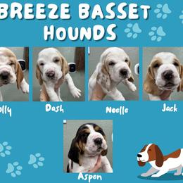 Basset Hound puppies from Breeze Basset Hounds