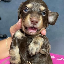 Dachshund Puppies from L & J Kennel
