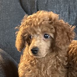 Beau - Red  male Poodle puppy in Cabool, Missouri from Rafter B Farms