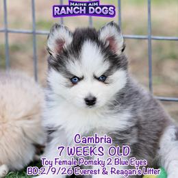 Cambria - Black and white female Pomsky puppy in Humeston, Iowa from M.A.R. Dogs
