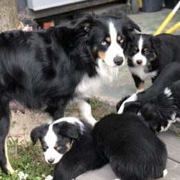 Phoenix  - Miniature Australian Shepherd
