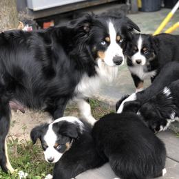 Phoenix  - Miniature Australian Shepherd