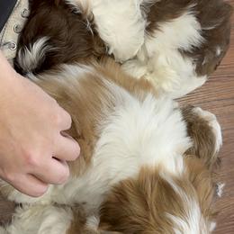Shih Tzu Puppies from Wood Foo Breeders