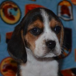 Sacramento Boise Las Vegas Giovanni - Black tan and white male Beagle puppy in Spring Creek, Nevada from Badland Kennel