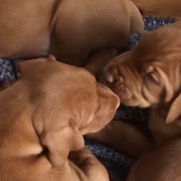 Vizslas from MTN TrAils Vizsla