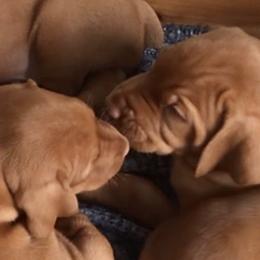 Vizslas from MTN TrAils Vizsla