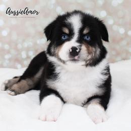 Black Tri 2 blue eyes - Black tri male Miniature Australian Shepherd puppy in Pinehurst, Texas from Aussie Amor